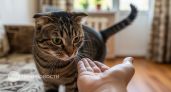 Кошка лижет руку и внезапно кусает: главная причина такого поведения, которую игнорирует большинство хозяев