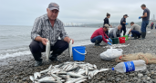 Тысячи сельдей выбросило на берег Сахалина — жители собирают рыбу руками