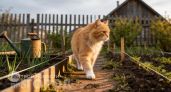 Больше не трачу время на борьбу с котами в огороде: просто рассыпаю эту специю и грядки остаются чистыми