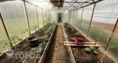 Срочно проверьте свои теплицы до 1 мая: новые правила грозят дачникам крупным штрафом и принудительным сносом