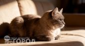 Хватит просыпаться в три ночи из-за кота: два простых действия помогут вам выспаться уже сегодня