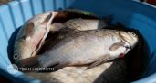 Забудьте про дорогого лосося: эта доступная речная рыба в разы полезнее и содержит рекордный запас омега-3