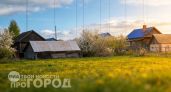 Забыла про одуванчики навсегда: один простой состав выжигает их с участка до самого корня за пару часов
