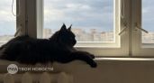 Ваша кошка остается одна: как на самом деле она проводит время без вас и почему это вас успокоит