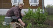 Забудьте про импортные суперфуды: эта привычная ягода с вашего участка защищает сердце лучше дорогих аптечных капсул