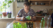 Пластиковые бутылки берегу почище сокровища: как сделать из блеклого пластика эффектные кашпо для цветов - дома и на даче