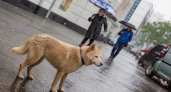 Дождь и потепление до +21°С: прогноз для Сахалина на 3 июня