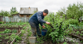 Секреты «сытого» сада: как остановить осыпание ягод на смородине раз и навсегда - нашептали в деревне