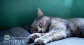 Секрет кошачьей любви: почему ваш питомец выделяет одного члена семьи и как стать для него главным фаворитом