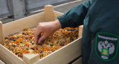 Россия с 12 июня запретила ввоз всей подкарантинной продукции из Армении