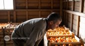 Мандарины сгниют прямо на ветках: абхазский фермер объяснил, почему принципиально не торгует с Россией