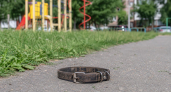 В Иркутской области одобрили усыпление бездомных собак после 11 дней содержания