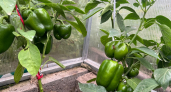 Выливаю под каждый куст перца этот дрожжевой раствор: стебли становятся крепкими и плоды зреют в два раза быстрее
