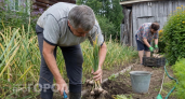 Пустые грядки после лука и чеснока превращаю в кладовую: сею эти культуры и собираю свежий урожай до осени