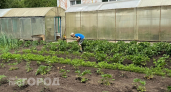 Лучше выброшу весь урожай на компостную кучу, чем угощу соседей: реальная причина моего строгого запрета