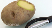 Зеленый картофель на кухне: скрытая угроза здоровью, о которой молчат продавцы и почему лучше не рисковать