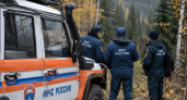 В Бурятии мужчины отбились от медведя во время поисков пропавших телят