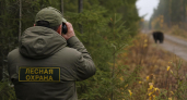 Омский инспектор объяснил выходы медведей к людям на фоне активности в 41 регионе