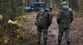 В Новосибирской области ликвидировали медведя весом около 500 килограммов