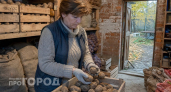 Забудьте про пророщенные клубни: просто положите эту веточку в ящик и картошка останется твердой до самой весны