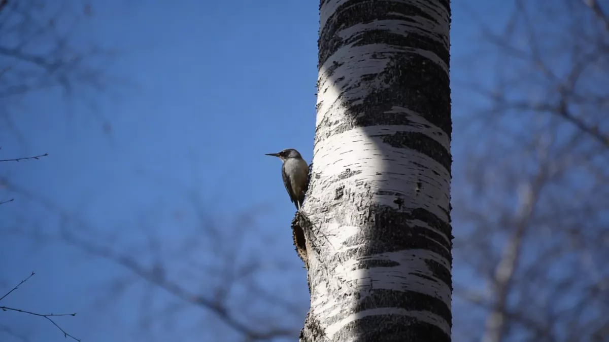 «Лесной Зорро» устраивает романтические спектакли в «Лосином острове»