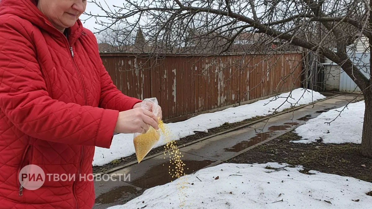 Горсть гречки с полки магазина превратила мою глинистую землю в рыхлый чернозем за одну зиму