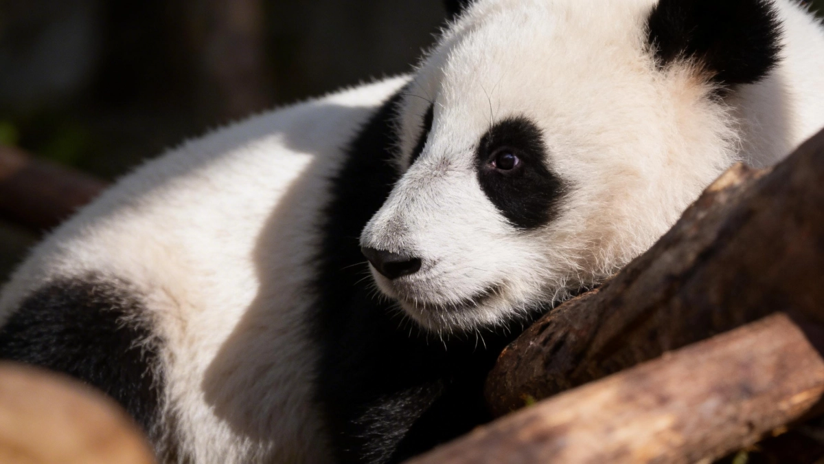 Панда Катюша унаследовала осторожность мамы и шебутной характер папы