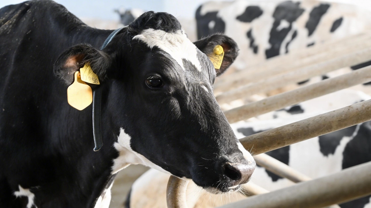 Россельхознадзор ликвидировал все очаги пастереллеза в Новосибирской области