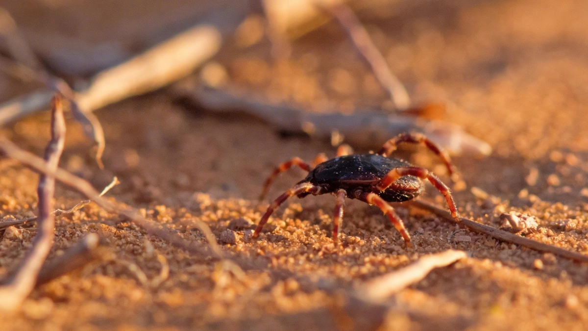 Африканские клещи Hyalomma не доберутся до Подмосковья из-за климата