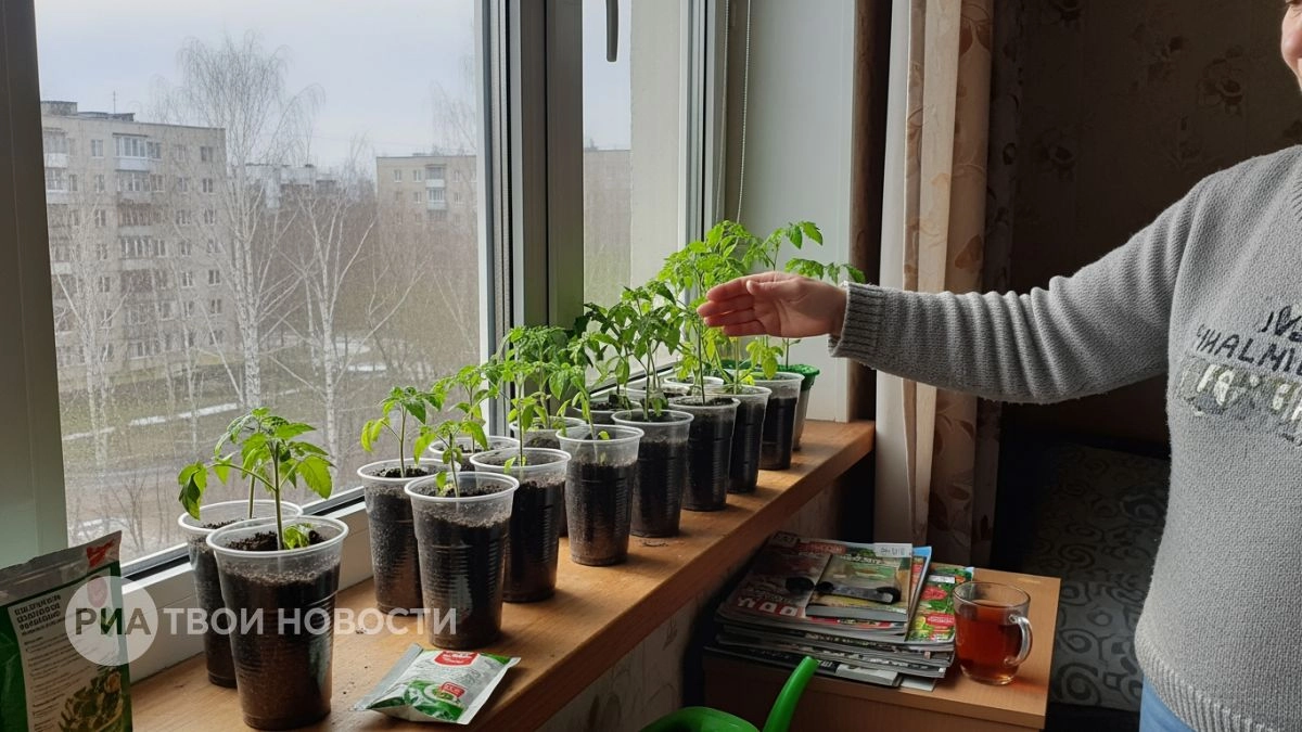 Превращаю слабую рассаду в крепкие кусты за 10 дней: один простой прием делает стебли толстыми как карандаши