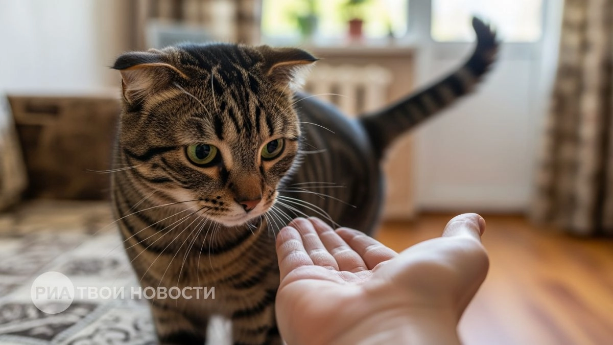 Кошка лижет руку и внезапно кусает: главная причина такого поведения, которую игнорирует большинство хозяев
