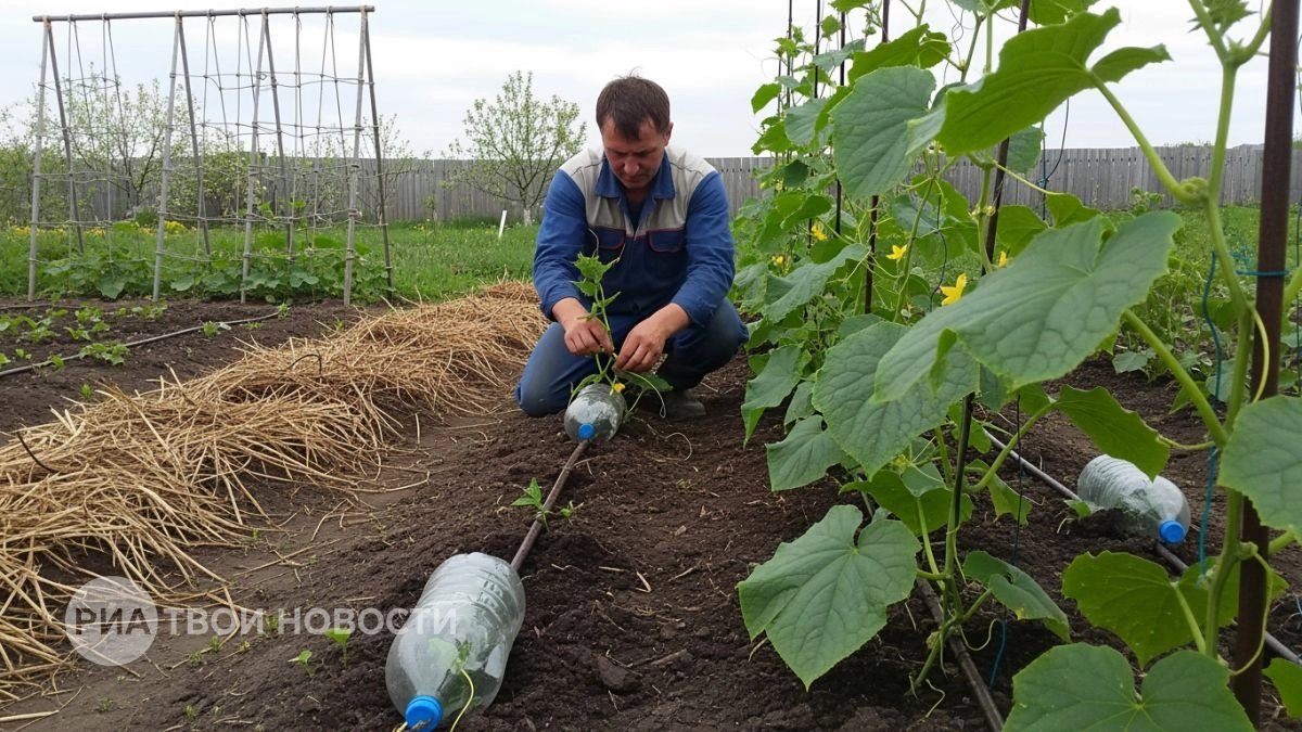 Перестала покупать удобрения и ставить теплицы: китайская техника сбора огурцов дает урожай в полтора раза больше
