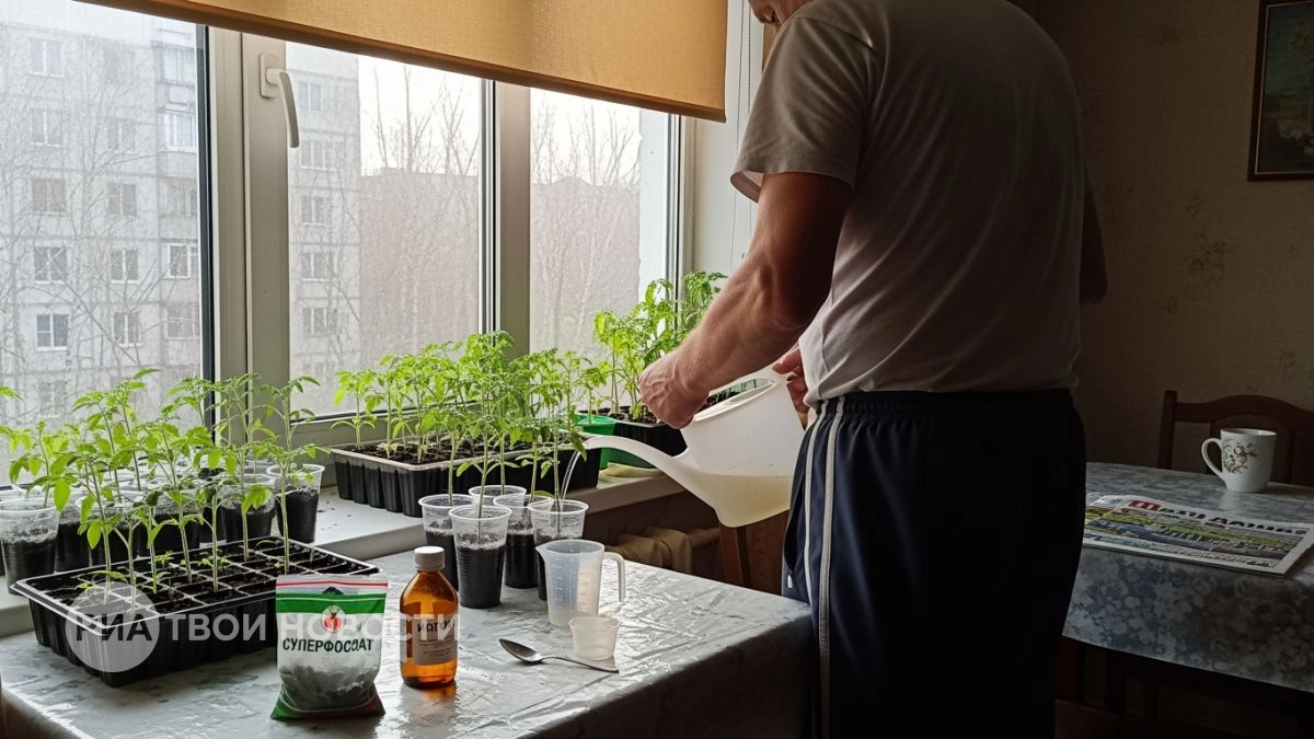 Хилая рассада томатов моментально наливается силой: добавляю этот копеечный компонент в лейку при поливе