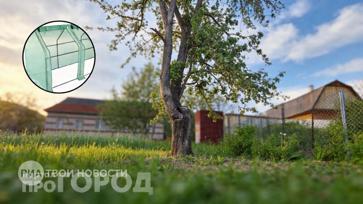 Забыла про дорогие теплицы: нашла в Ленте компактный парник за две тысячи и теперь собираю урожай ведрами