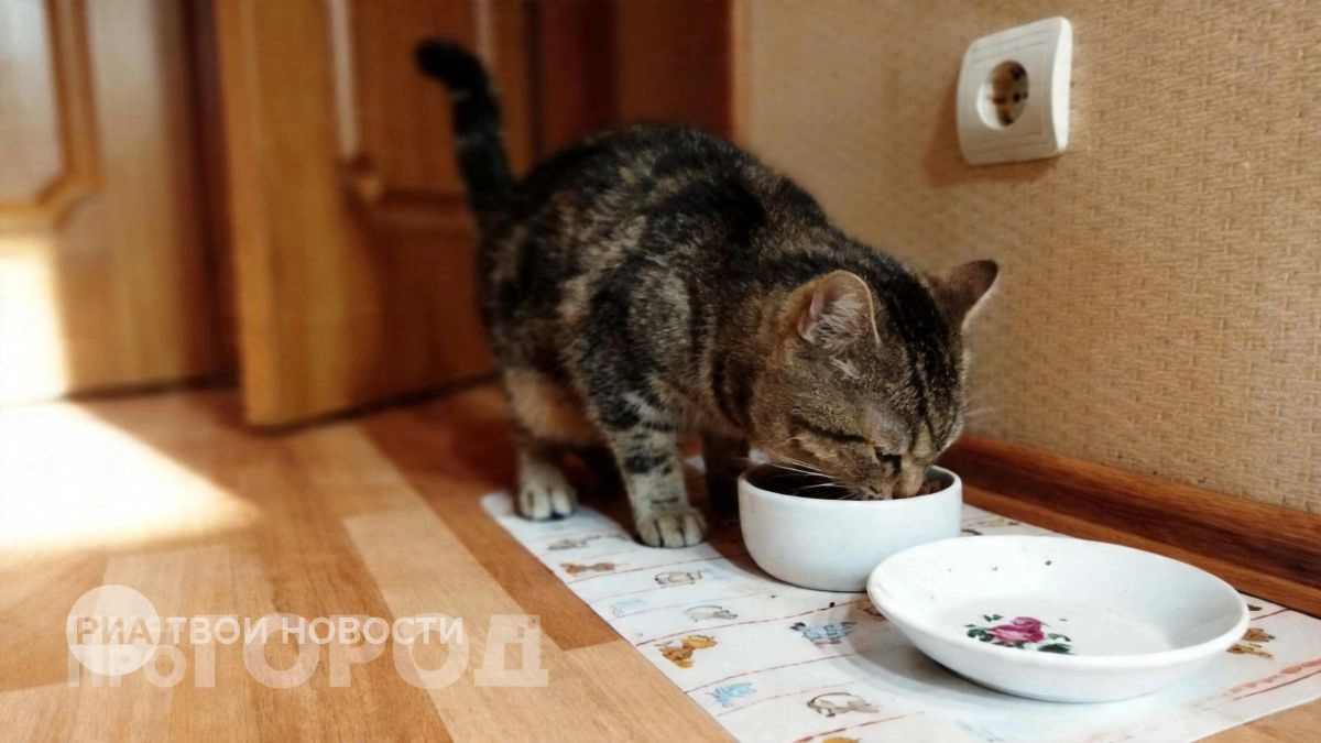 Кошка игнорирует лоток и выбирает ванну: три скрытые причины такого поведения, которые легко исправить самому