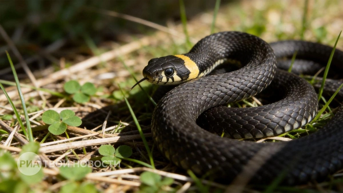 Уберите это растение с участка немедленно: оно работает как приманка и гарантированно приведет к вам змей