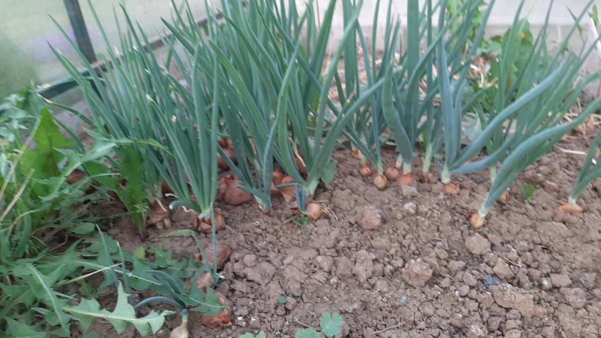 Не спешите сажать лук в землю: замочите на 30 мин севок в воде с ложкой дешёвого средства — забудете про стрелки навсегда