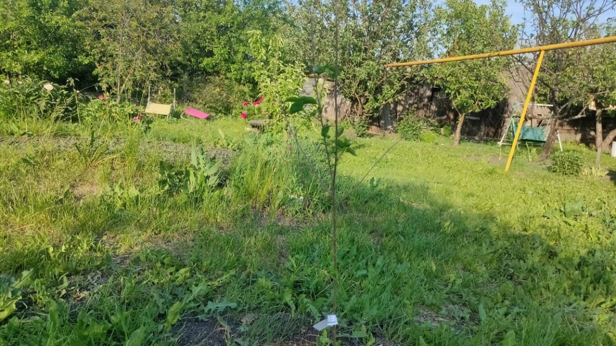 Котов сводит с ума, а людей ставит на ноги: 4 скрытых свойства обычного сорняка, о которых не знают дачники