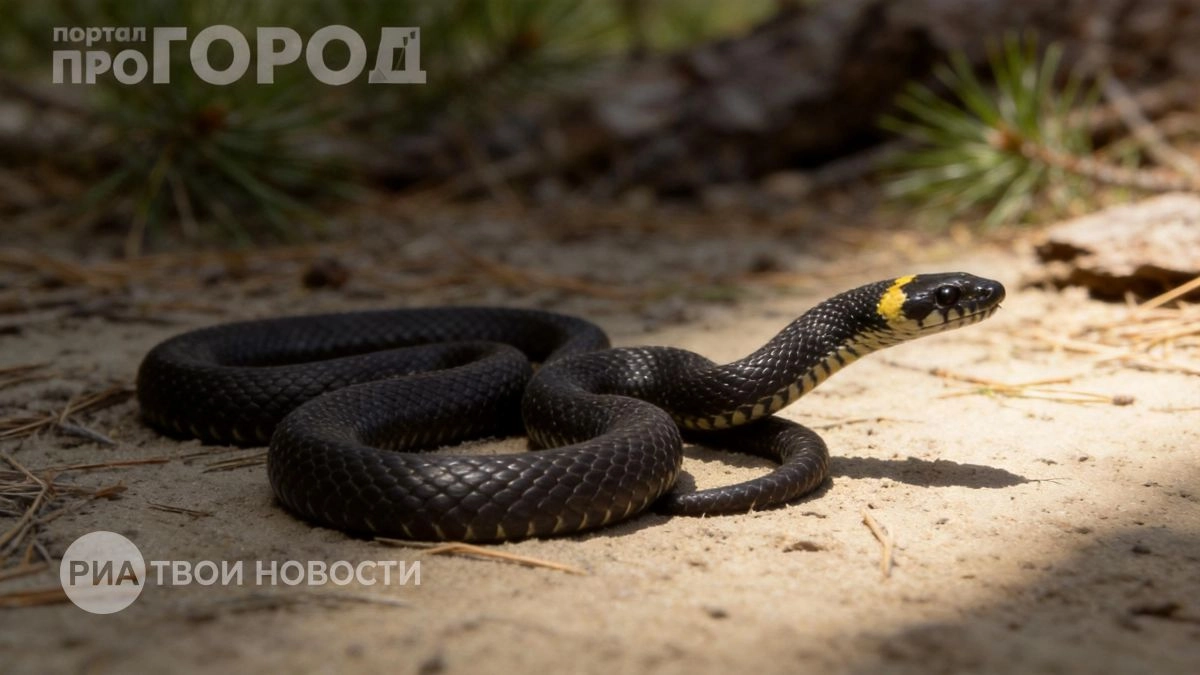 Забудьте про яды и ловушки: три простых действия на участке заставят гадюк уползти навсегда без лишних затрат