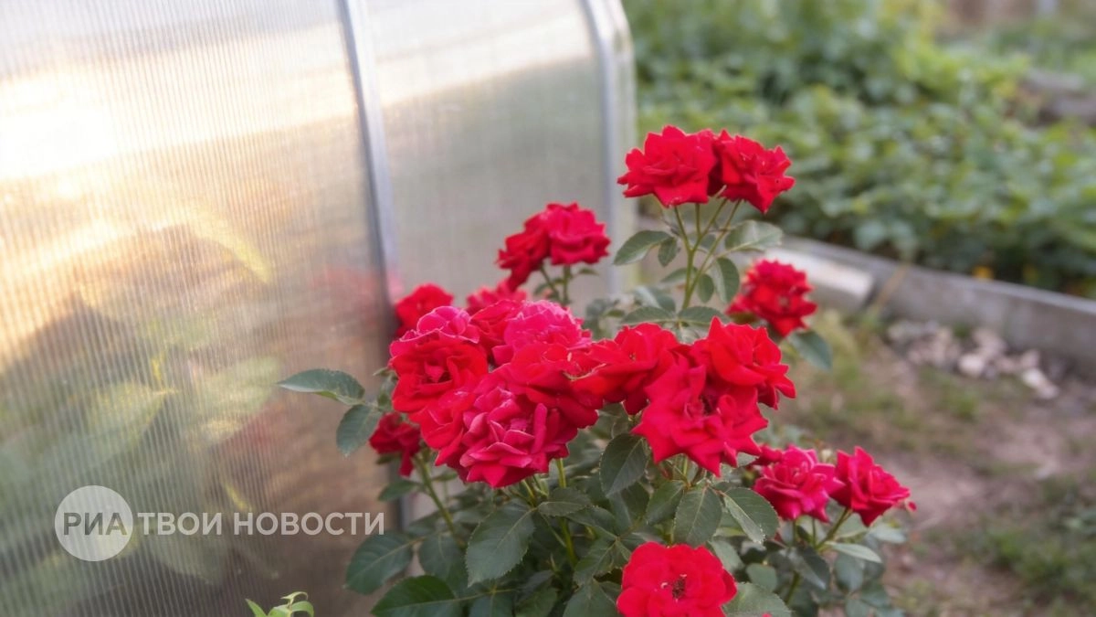 Розы пышут здоровьем после одного копеечного аптечного средства: добавляю в лейку и любуюсь цветением неделю