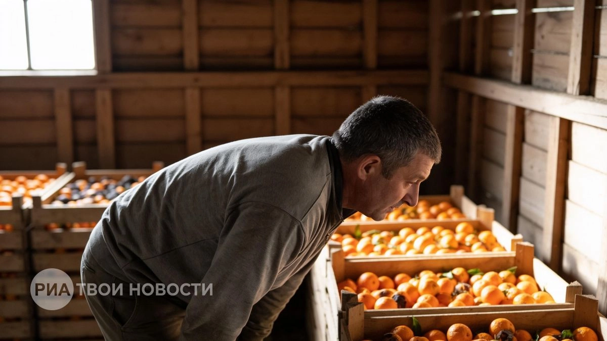 Мандарины сгниют прямо на ветках: абхазский фермер объяснил, почему принципиально не торгует с Россией