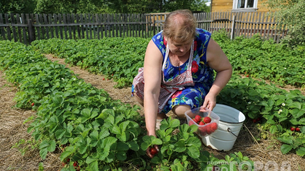 Как я превратила пять грядок клубники в ягодный конвейер: сделайте это в июне - банок не хватит на урожай