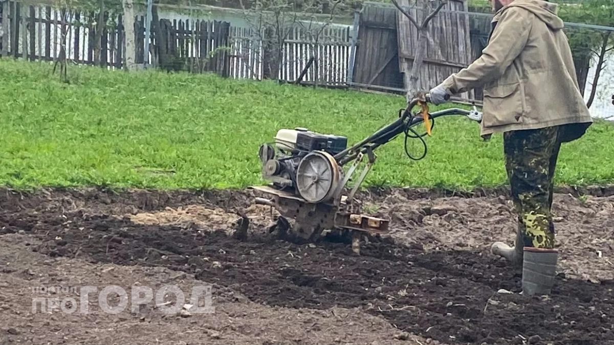 Выбросьте горчицу и фацелию: этот доступный сидерат превращает любую глинистую почву в рыхлый плодородный слой