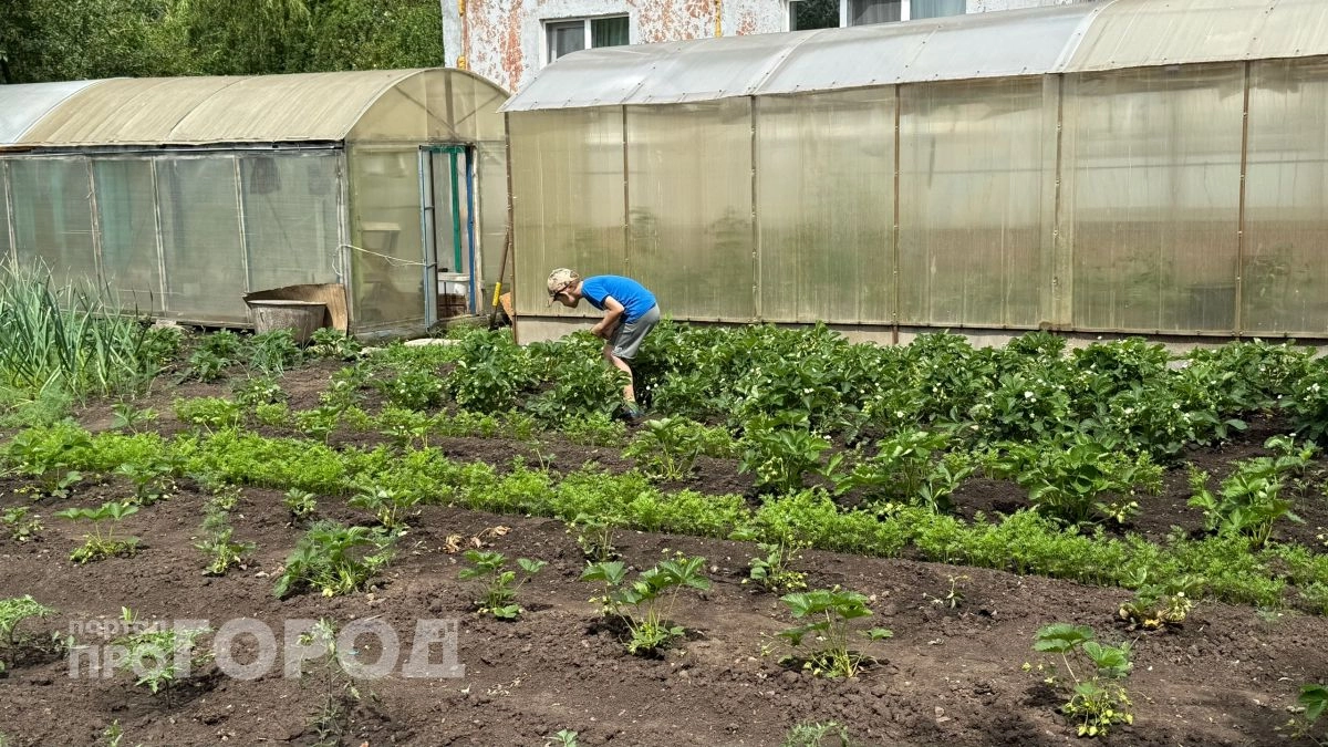 Лучше выброшу весь урожай на компостную кучу, чем угощу соседей: реальная причина моего строгого запрета