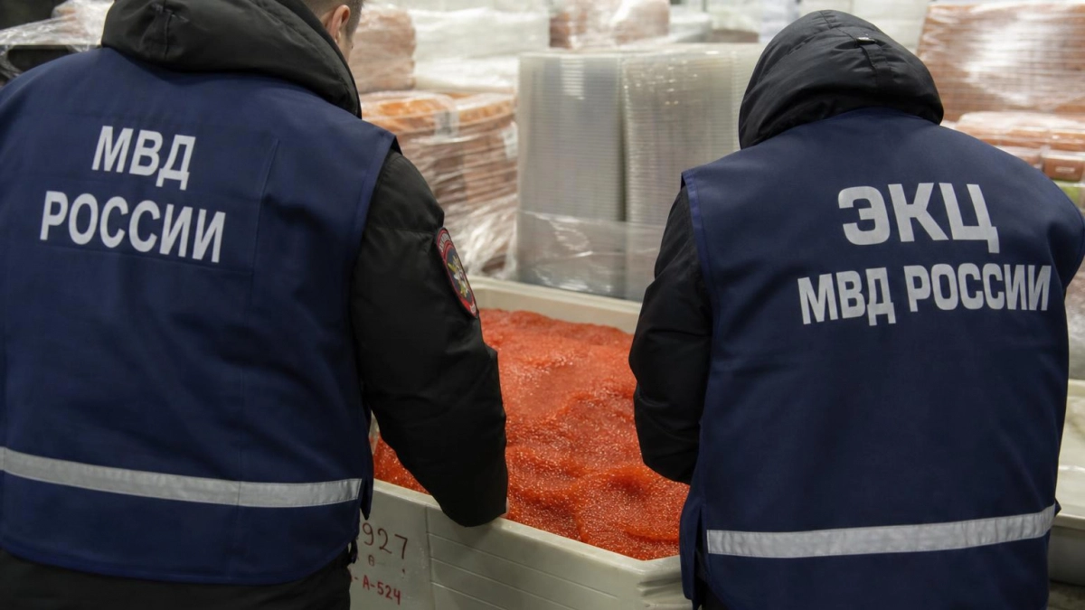 На Камчатке пойдут под суд за незаконный оборот икры и рыбы на 11,2 млн