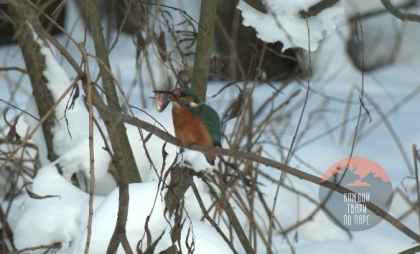 Голубой зимородок остался в Петербурге: тропическая птица адаптируется к городу