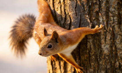 Белка из Балашихи покорила соцсети, устроив пикник на ладони прохожего в Пестовском парке
